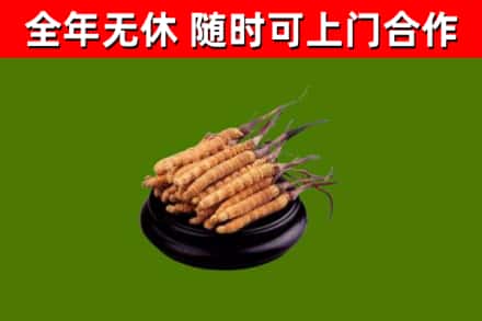 西峡烟酒回收冬虫夏草.jpg